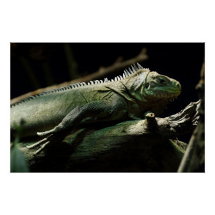 Iguana delicatissima poster