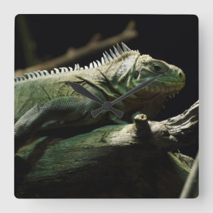 Iguana delicatissima square wall clock