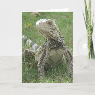 Iguana Greeting Card