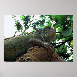 Iguana in a Tree Poster