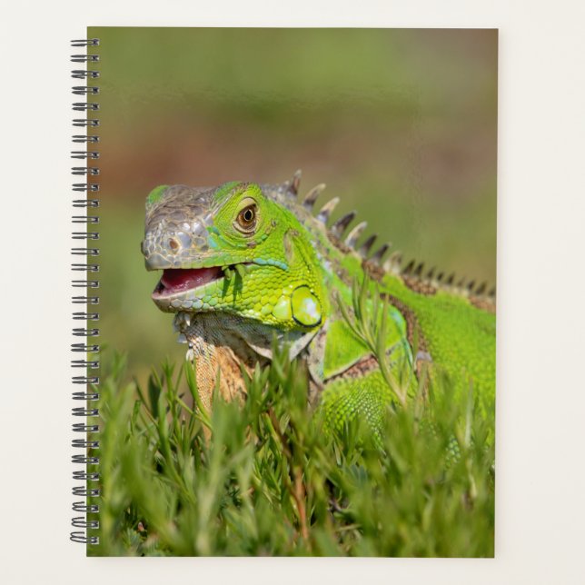 Iguana in Florida 2024 Planner (Front)