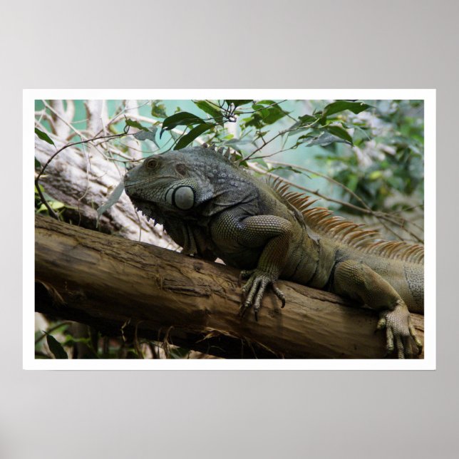 Iguana in Tree Poster (Front)