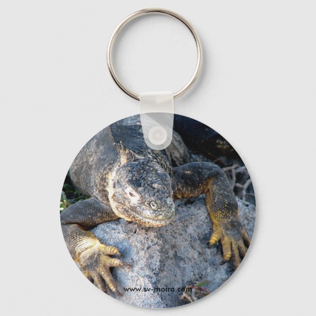 Iguana, Islas las Plazas, Galapagos Key Ring (Front)