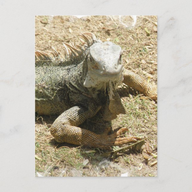 Iguana Lizard Postcard (Front)