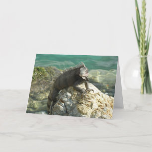 Iguana on the Rocks at St. Thomas Card