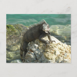 Iguana on the Rocks at St. Thomas Postcard