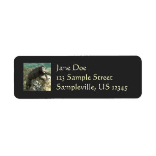 Iguana on the Rocks at St. Thomas Return Address Label