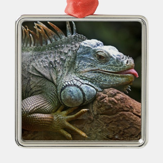 Iguana ornament (Front)