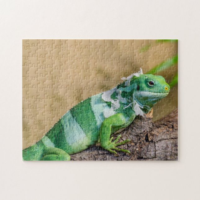 Iguana Photo Puzzle (Horizontal)