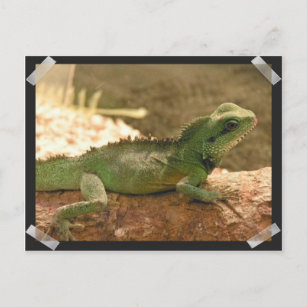 Iguana Photos Postcard
