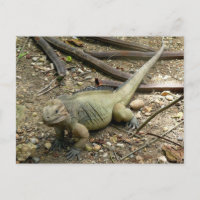 Iguana