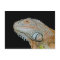 IGUANA