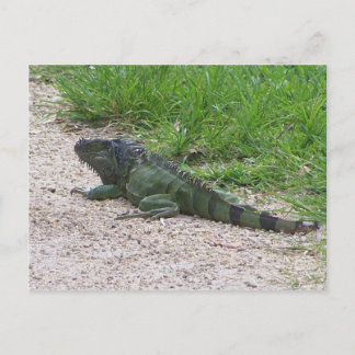 Iguana Postcard