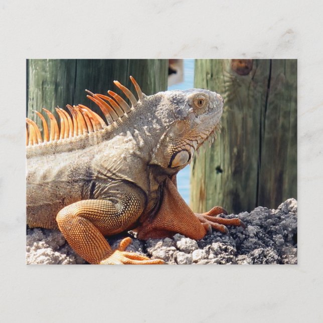 Iguana Postcard (Front)