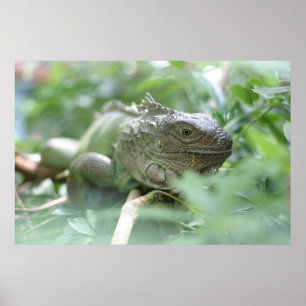 Iguana Poster