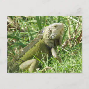 Iguana  Puerto Rico Postcard