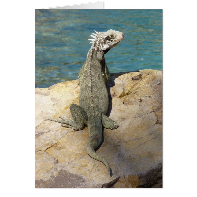 Iguana Tropical Wildlife Photography (Front)