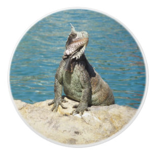 Iguana Tropical Wildlife Photography Ceramic Knob
