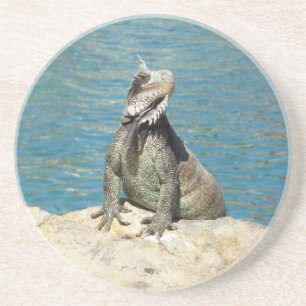 Iguana Tropical Wildlife Photography Coaster