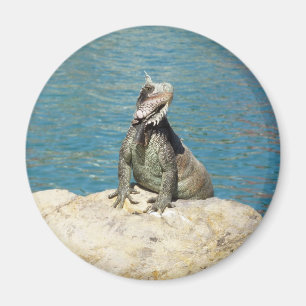 Iguana Tropical Wildlife Photography Magnet