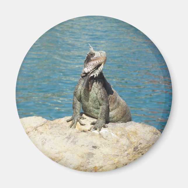 Iguana Tropical Wildlife Photography Magnet (Front)