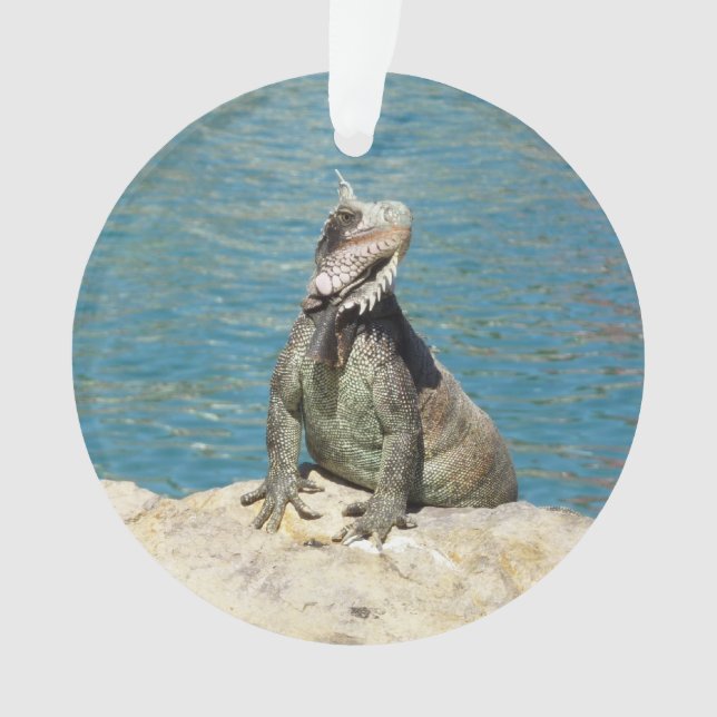 Iguana Tropical Wildlife Photography Ornament (Front)
