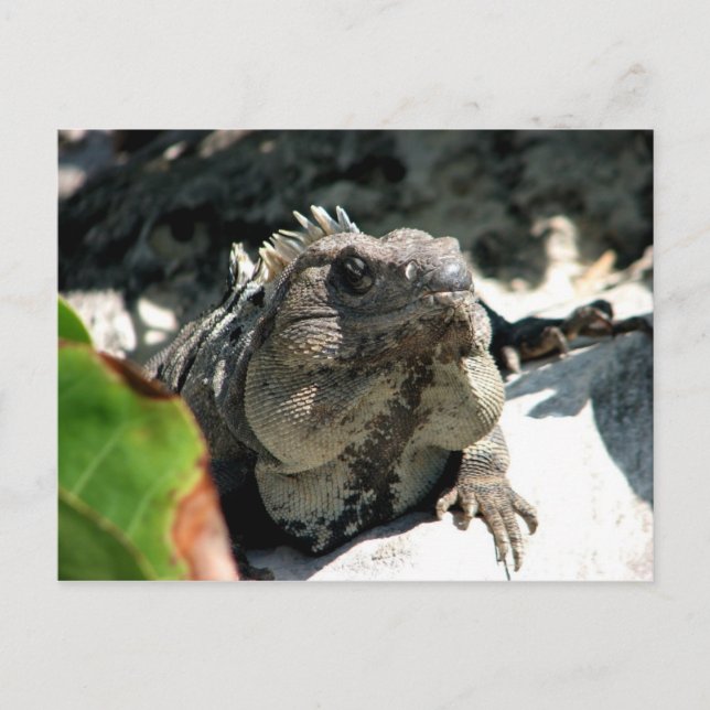 Iguana, Tulum, Mexico Postcard (Front)