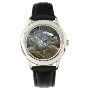 Iguana watches