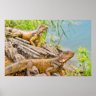 Iguanas at Shore of River in Guayaqui, Ecuador Poster