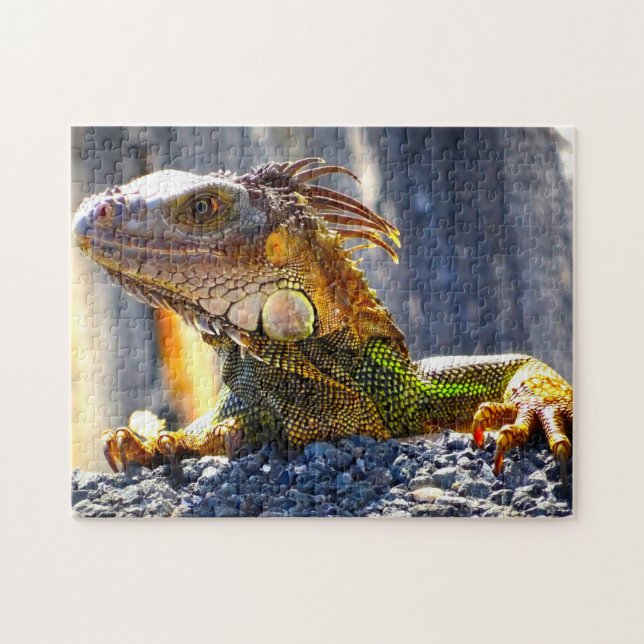 Iguanas in Florida Jigsaw Puzzle (Horizontal)