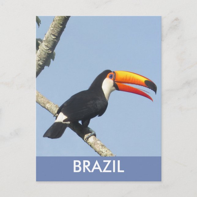 Iguazu Falls Toco Toucan Postcard (Front)