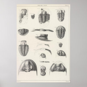 II Primordial period Poster