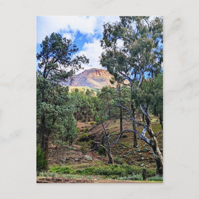 Ikara-Flinders Ranges SA Postcard (Front)
