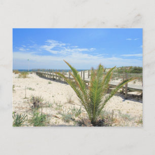 Ilha de Tavira Postcard