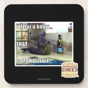 I'll haz u know coaster