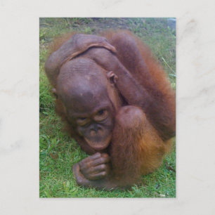 Illegal Wildlife Pet Trade Victims Postcard