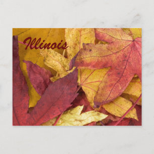 Illinois Autumn Leaves Postcard