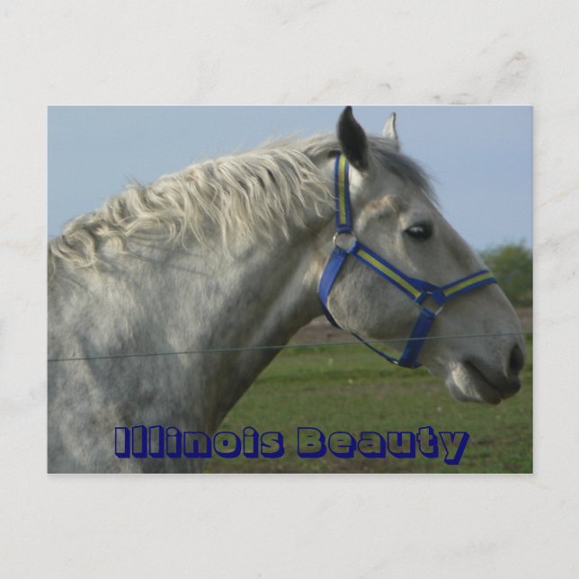 Illinois Beauty Postcard (Front)