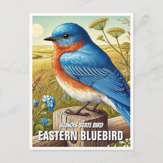 Illinois State Bird Eastern Bluebird Postcard (Front)