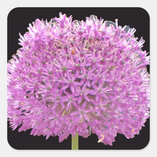 Illium Summer Spring Flower -Irish Design Square Sticker (Front)