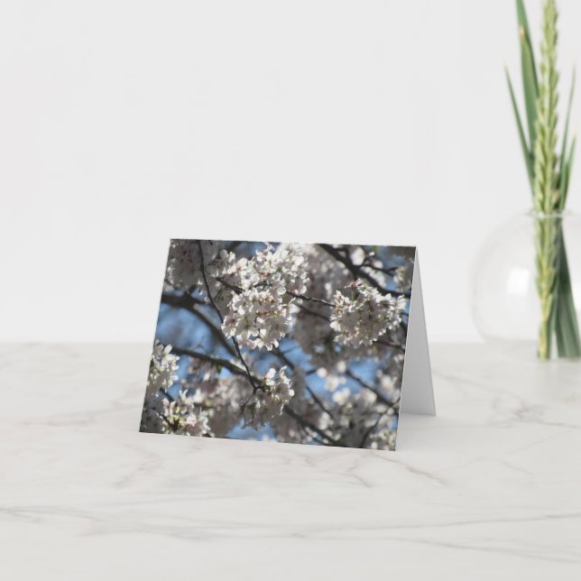 Illuminated Cherry Blossoms Notecard (Front)