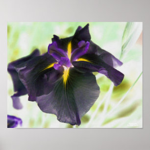 Illuminated Japanese Iris Floral Print