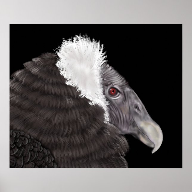 Illustrated Andean Condor Poster (Front)