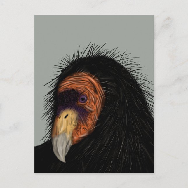 Illustrated California Condor Postcard (Front)