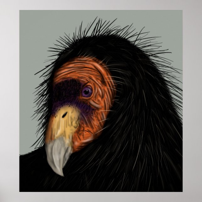 Illustrated California Condor Poster (Front)