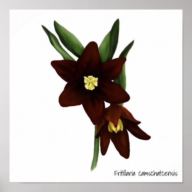Illustrated Chocolate Lily Flowers Poster (Front)
