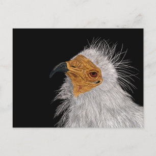 Illustrated Egyptian Vulture Postcard