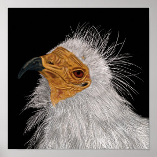 Illustrated Egyptian Vulture Poster