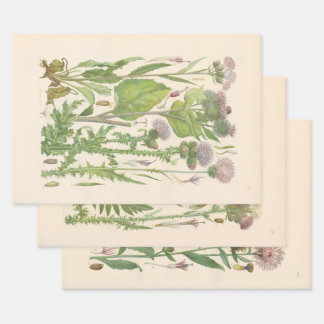 Illustrated Flora of Central Europe by Gustav Hegi Wrapping Paper Sheet