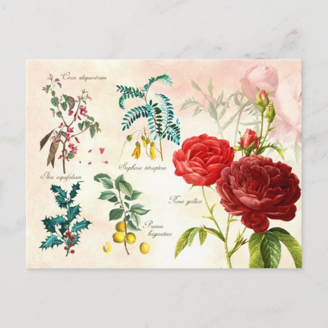 Illustrated flowering plants postcard (Front)